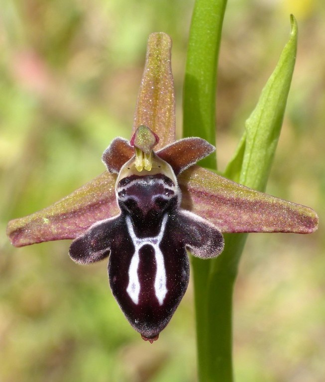 Ophrys cretica, Ophrys episcopalis  Creta aprile 2016